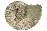 Bumpy Ammonite (Douvilleiceras) Fossil - Madagascar #200345-1